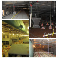 Customized Automatic Equipment in Livestock House with Installation